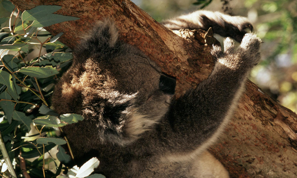 Charity Partner Spotlight: World Wildlife Fund Australia